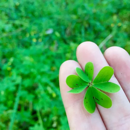 Апартаменти Dans Calme Порто-Веккіо